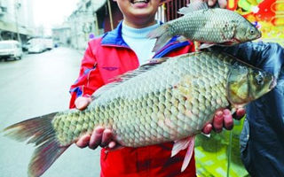 四川水库钓获单尾10斤重鲫鱼王