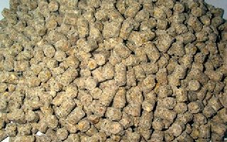 秋季水库钓鲤鱼的实用饵料配方