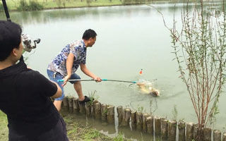 菜鸟湖面水怪笼大战30余斤大白鲢 [视频]
