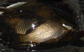 夜钓水库鲤鱼的饵料搭配与时间段选择