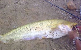 鸡肝钓鲶鱼的打窝以及施钓技巧