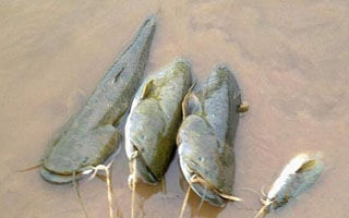 夏秋夜钓鲶鱼的经验之谈（钓法、钓饵、线组）