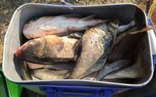 沙家浜鱼塘秋季手竿爽钓80余斤鲢鳙鱼