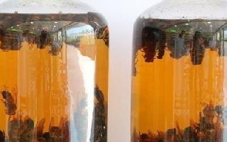 自制奇效钓鱼小药的泡制方法