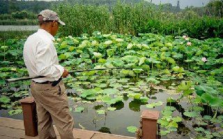秋钓荷花塘鲤鱼的5个对策技巧