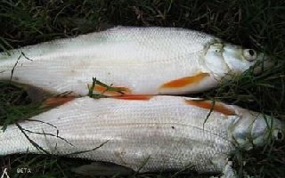 涨水期用拉饵野钓白条的技巧