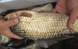 深秋初冬时节钓鲫鱼的技巧全解析