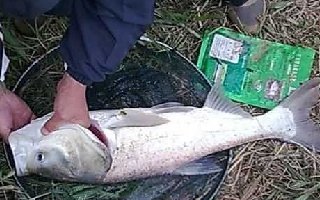 手竿浮钓鲢鳙的6大技巧总结
