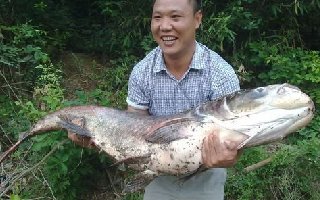 再谈手竿钓鲢鳙的一些技巧与心得