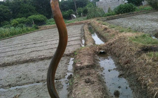 正秋时节钓黄鳝技巧