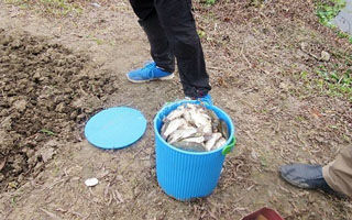 齐聚兴化野河垂钓 传统狂拉板鲫来爆护