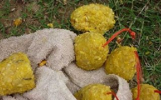 自制玉米粒饵和面饵过程与施钓技巧