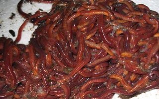野钓窝料制作和饵料搭配技巧解析