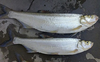 秋季湖库垂钓翘嘴鱼秘招