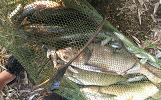 上午野河垂钓空军 不惜献血加味爆护而归