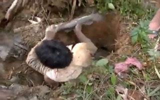 震惊！男子野地泥坑徒手挖获黑鱼 [视频]