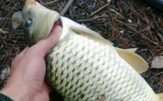 浅谈拉饵术的五大技术要点