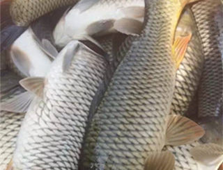 玩出新花样自制玉米香窝料爽钓鲤鱼