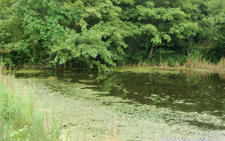 野钓鲶鱼时依据水情鱼情选择钓位技巧