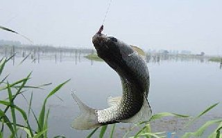 提高野钓鲫鱼技巧的高手教程