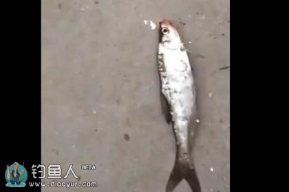 拍死你个死翘嘴 辣么傲气你妈造吗 [视频]