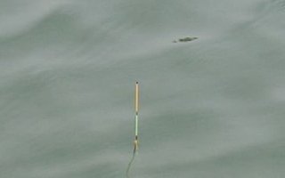 分析鱼咬钩吃饵时浮漂的漂相种类