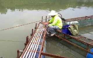 在网箱边使用矶竿钓大鱼技巧解析