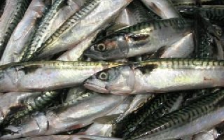 海边沿岸钓鲐鱼的海钓技巧全解析