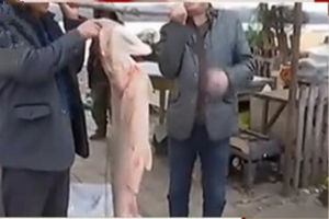 《鱼资渔味》第20151103期 乌苏里江出获巨型鳡鱼重达66斤 [视频]