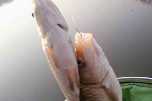冬钓鲫鱼的技巧与饵料窝料搭配方法
