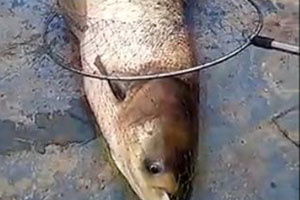 手竿水库野钓获40斤鲢鳙 [视频]