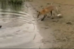 一看吓一跳 狐狸成精遛起巨型鲶鱼 [视频]