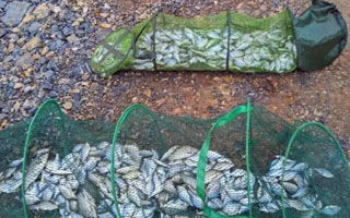 周末探钓河沟塘 鳑鮍狂拉续辉煌爆箱