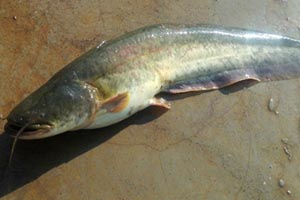 野钓大型鲶鱼正确选择钓点的方法