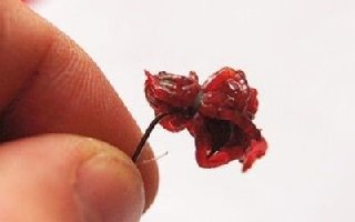 红虫饵料的保存与穿钩法分享