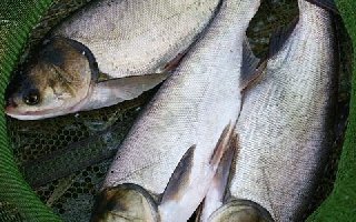 野钓鲢鳙时应根据温度选择钓点和水层