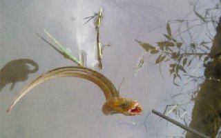 来自民间的竹竿钓黄鳝的方法技巧