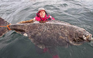 《鱼资渔味》第20151207期 瑞典钓友擒获200斤比目鱼 [视频]