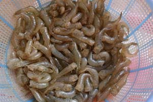 详解昆虫饵与蚯蚓饵的装钩方法