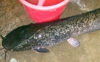 活饵钓大鲶鱼的钓点选择与钓鱼技巧