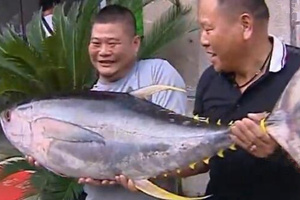 海钓牛人钓起56斤金枪鱼 [视频]