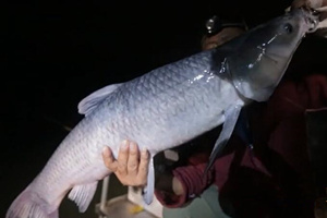 游钓中国第一季48集：大毛浙江水库夜钓寻大青 [视频]