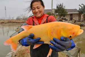 鱼塘喜获罕见金红色鳙鱼 [视频]