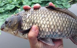 冬季野钓鲫鱼如何打窝是关键