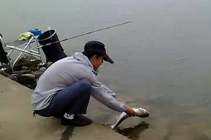 钓友水库手竿搏中大花鲢 [视频]
