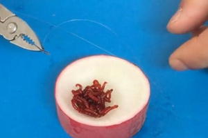 快速安全串红虫饵的技巧 [视频]