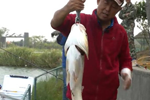 游钓中国第一季50集：大毛错入千步湖黑坑战大鲢 [视频]