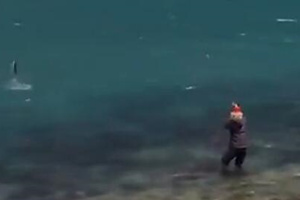 超级飞蝇钓体验 入海口挑战虹鳟鱼 [视频]