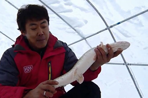野钓江湖08 南岛湖冰钓白斑狗鱼 [视频]