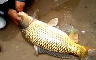 在黑坑钓鲤鱼饵料的味型搭配技巧